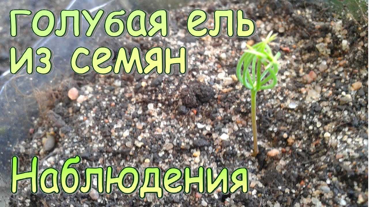 Выращивание ели из семян (шишки) в домашних условиях