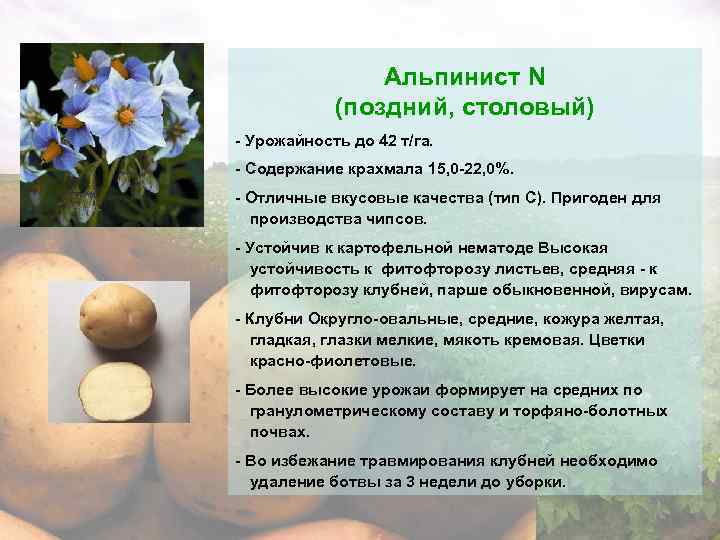 Картофель сорта скарб: описание, отбор посадочного материала, отзывы картофелеводов
