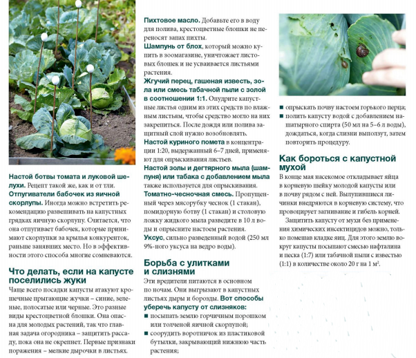 Аммиак - применение на огороде для подкормки и защиты от вредителей