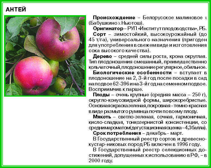Колоновидная яблоня
