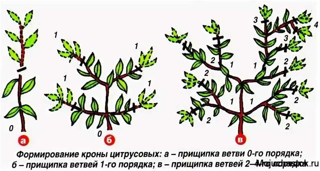 Обрезка лимона в домашних условиях для плодоношения – практическое руководство с фото [2019]