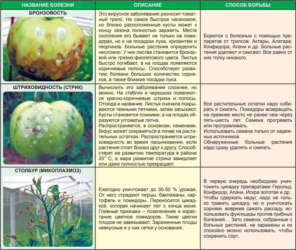 Болезни помидор описание с фотографиями. Вирусные поражения листа томата. Таблица болезней помидор. Болезнь на плодах помидоров.