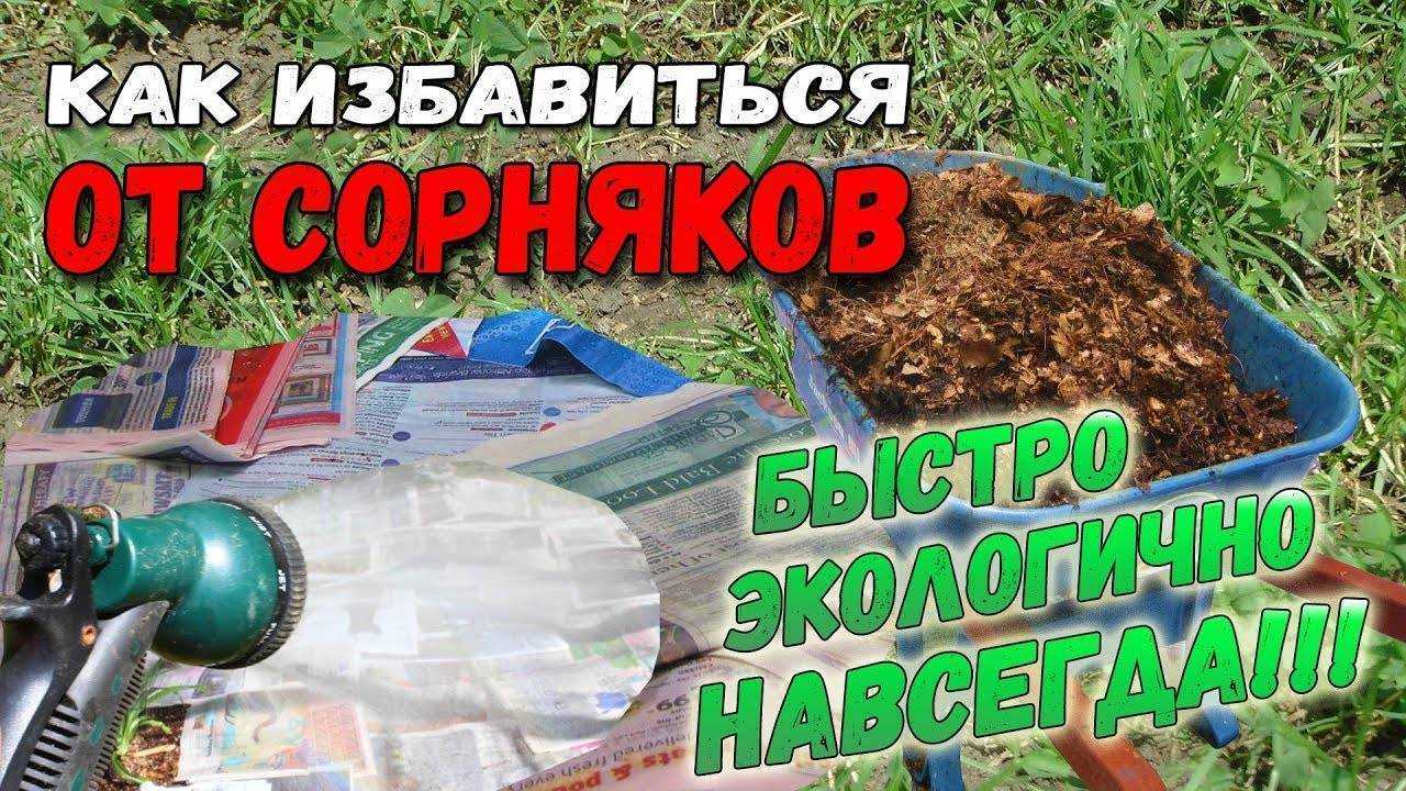 Несколько эффективных способов избавления от хмеля на садовом участке