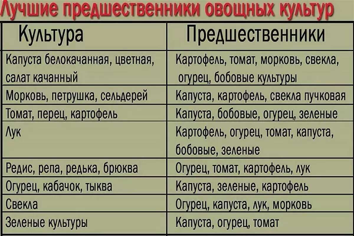 Что сажать после огурцов на грядку в теплице и открытом грунте на следующий год