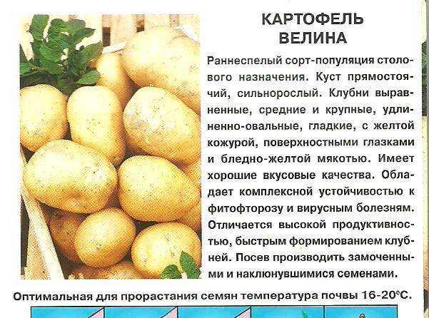 Описание и характеристика картофеля любава. как успешно вырастить этот сорт и сохранить урожай?
