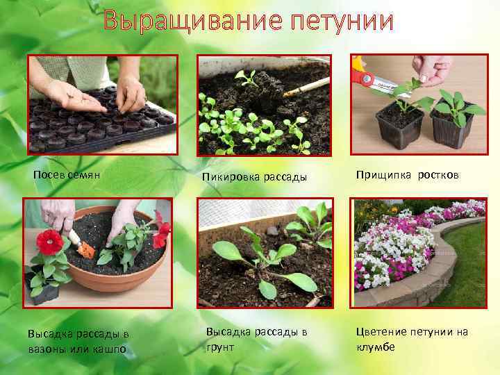 Петуния - выращивание от посева на рассаду до высадки в грунт