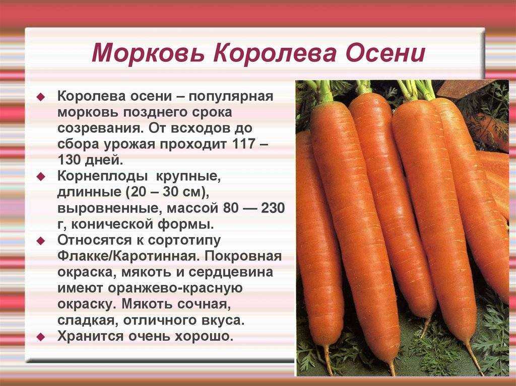 Морковь королева осени: описание, особенности и характеристики
