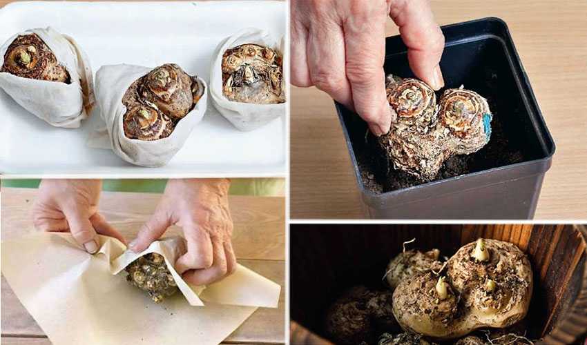 Каллы: когда выкапывать и как хранить