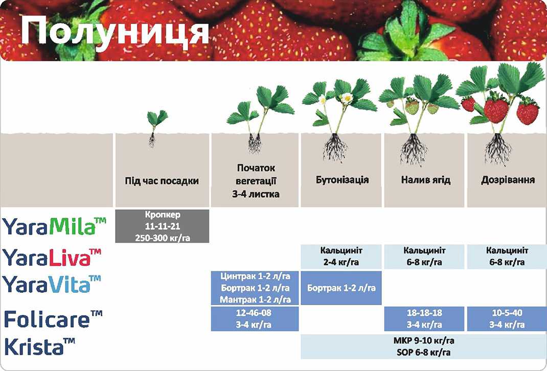 Чем подкормить клубнику во время цветения и плодоношения в 2022 году: чем можно удобрять