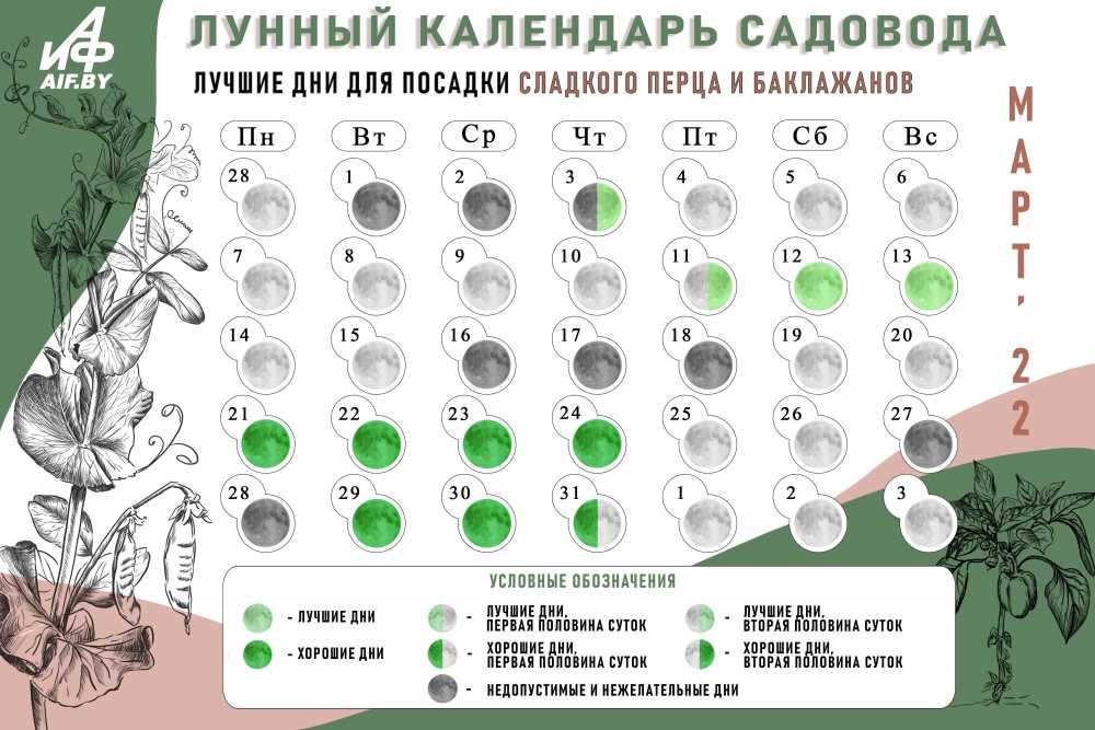 Какие красивые цветы можно сажать на рассаду в марте 2023 года