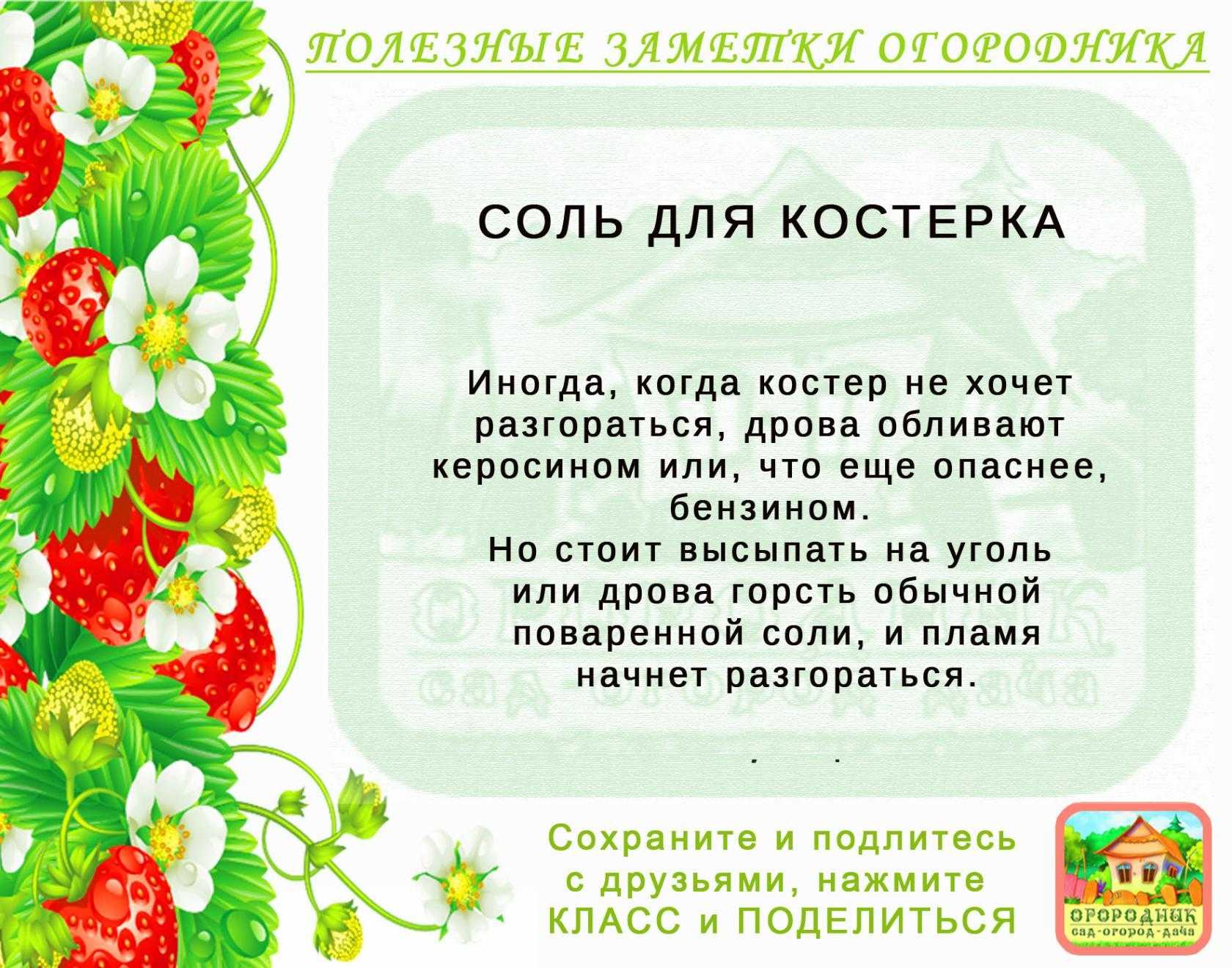 30 дел в огороде, саду и цветнике в сентябре