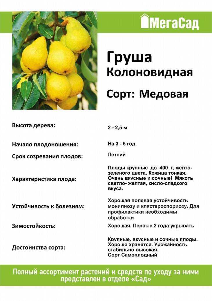 Абрикос фаворит: отзывы, секреты посадки и ухода с фото