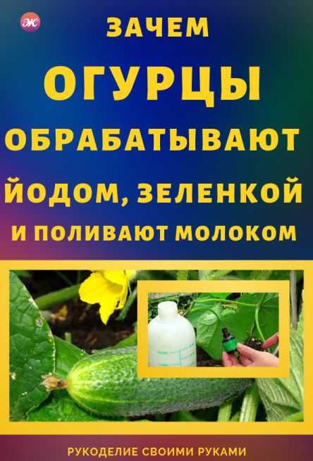 Подкормка сывороткой: помидоры и огурцы - как обработать, как приготовить раствор, различные рецепты на основе кисломолочного продукта