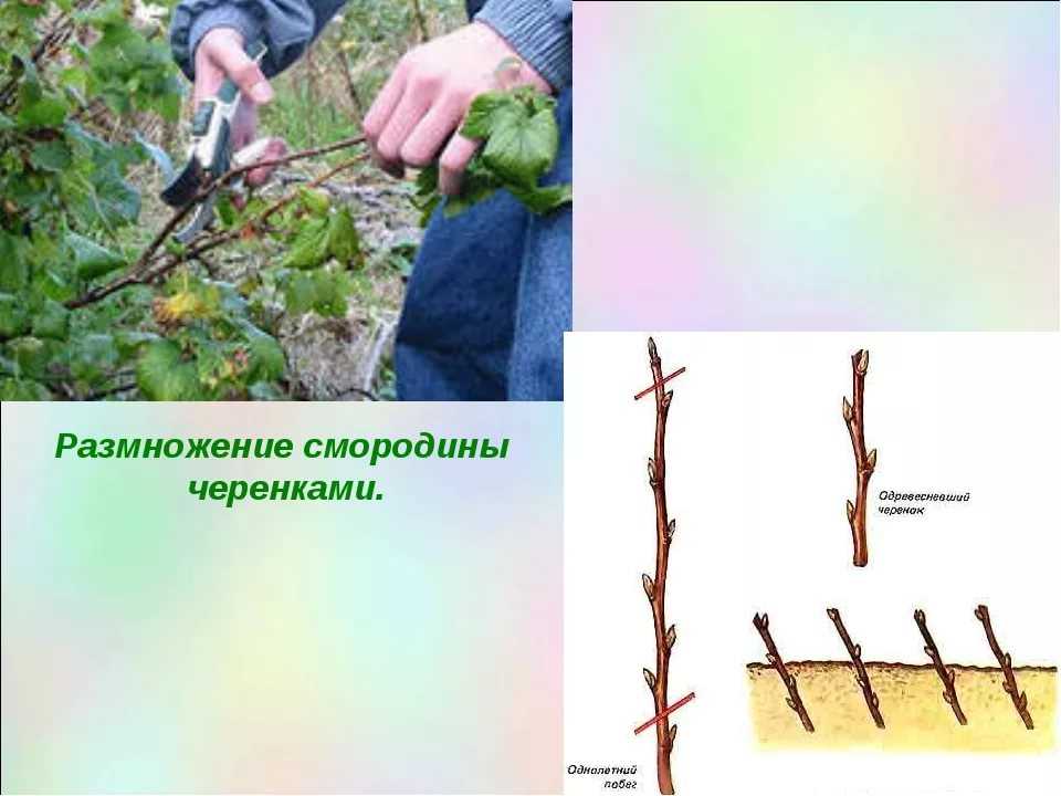 Смородина пигмей. описание сорта, фото, отзывы