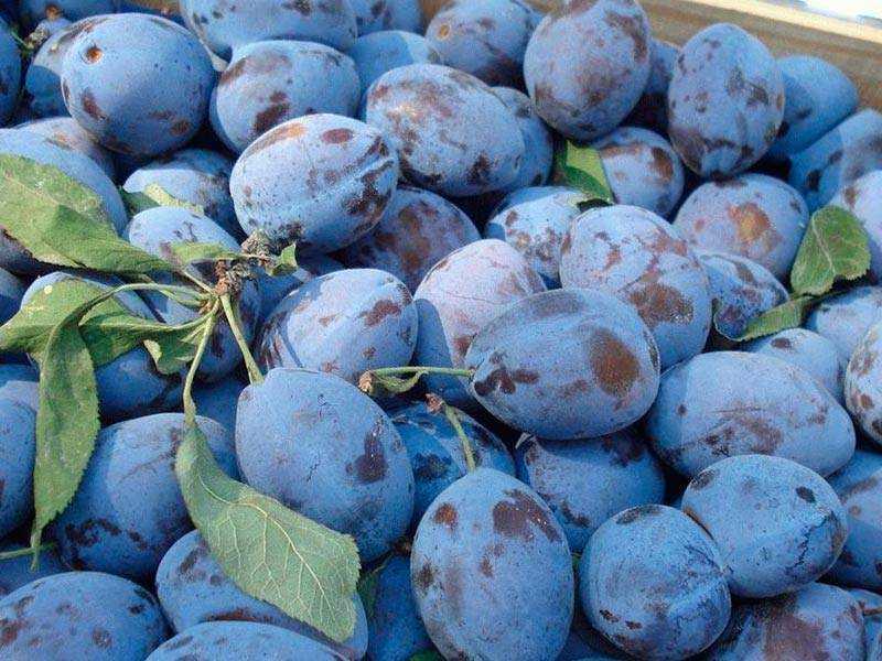 Китайская слива маньчжурская красавица – сладкое украшение садового участка