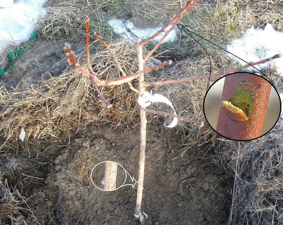 Сроки посадки персика осенью: инструкция для начинающих