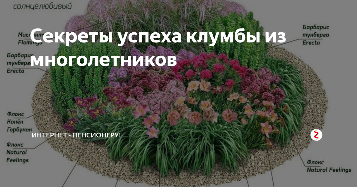 22 самых тенелюбивых комнатных растения (названия и фото)