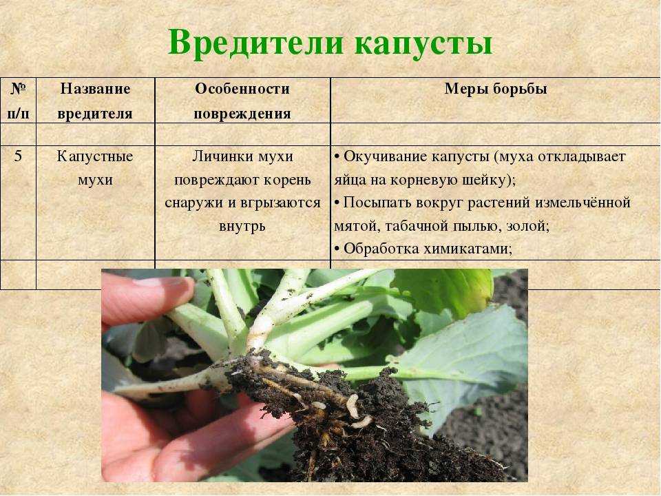Кила на капусте: как бороться, как спасти, профилактика