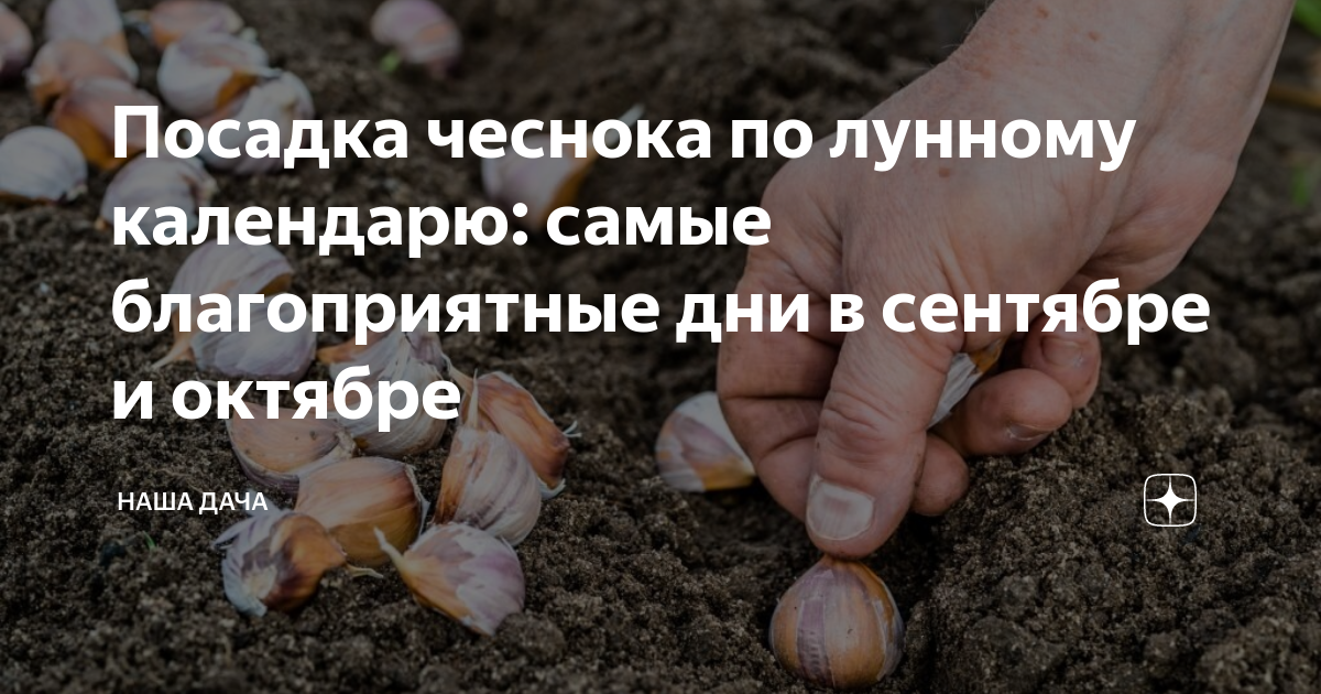 Когда сажать чеснок под зиму – сроки, где лучше, после какой культуры