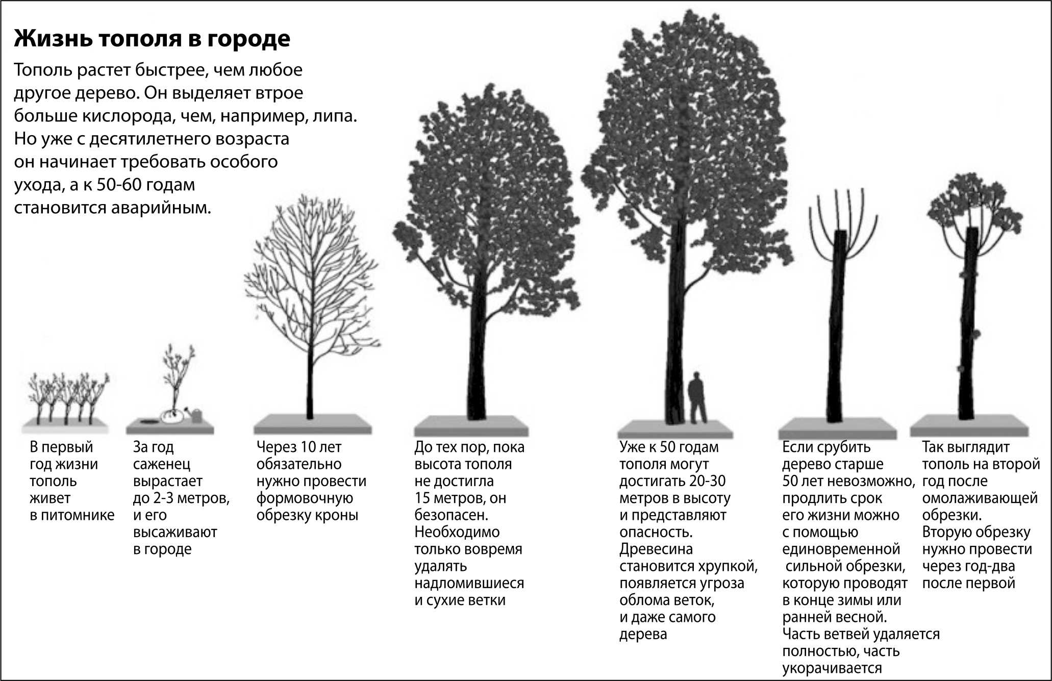 Шпалера сделанная своими руками - надежная опора для клематиса