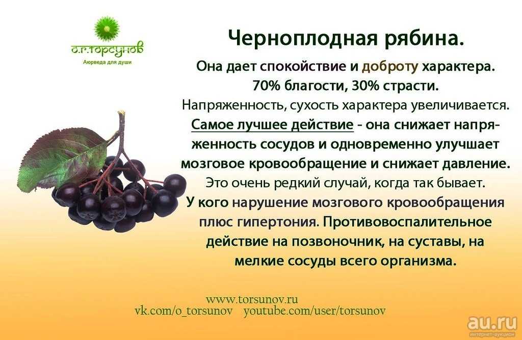 Черноплодная рябина: фото, описание, полезные свойства, посадка и уход