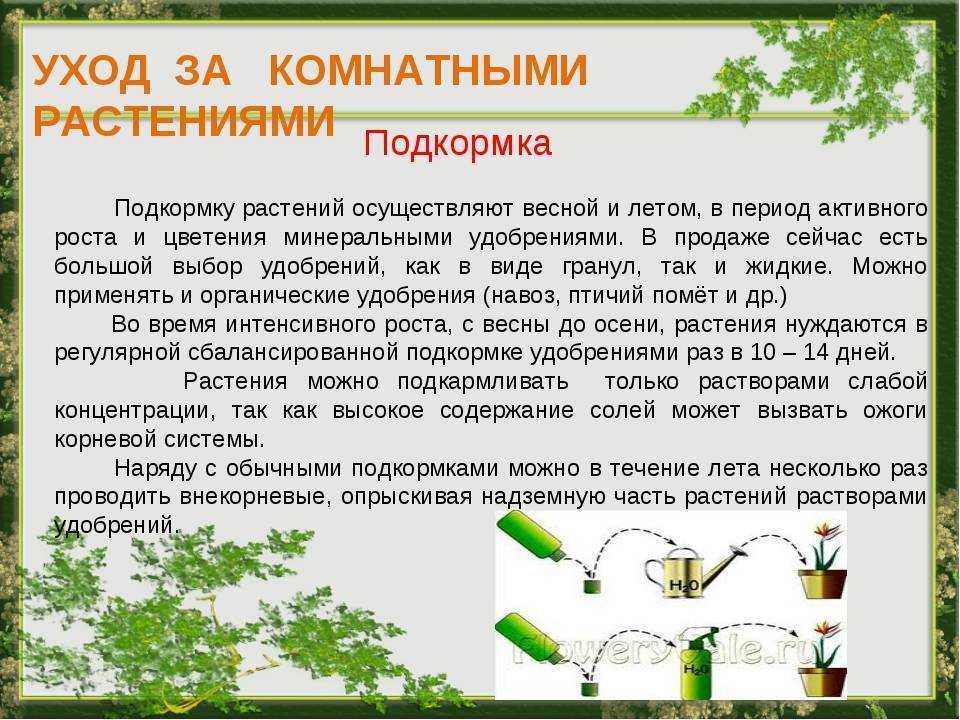 Подкормка лимона в горшке в домашних условиях