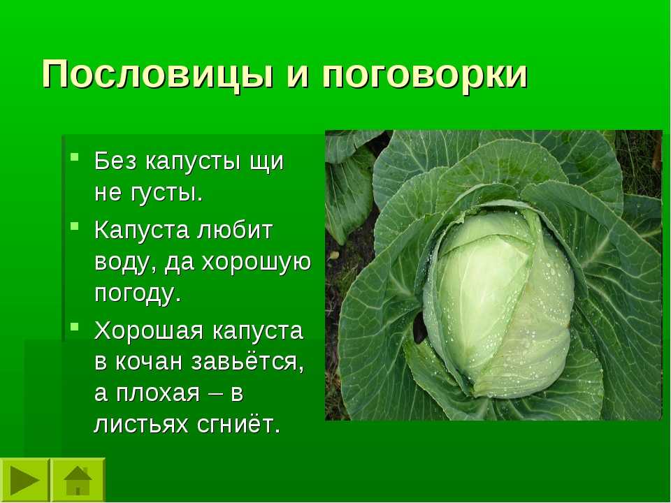 Лучшие сорта капусты с названиями описанием и их характеристикой