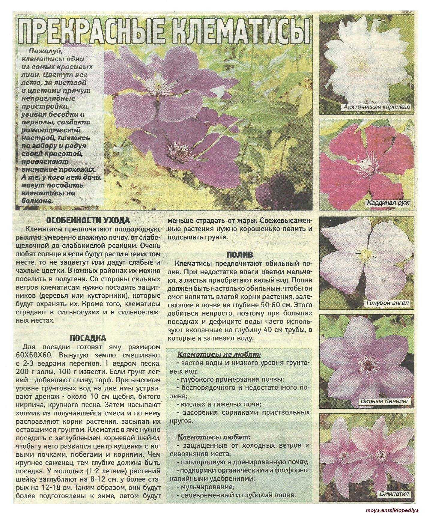 Клематис: посадка и уход в саду, фото, сорта и группы, обрезка и размножение