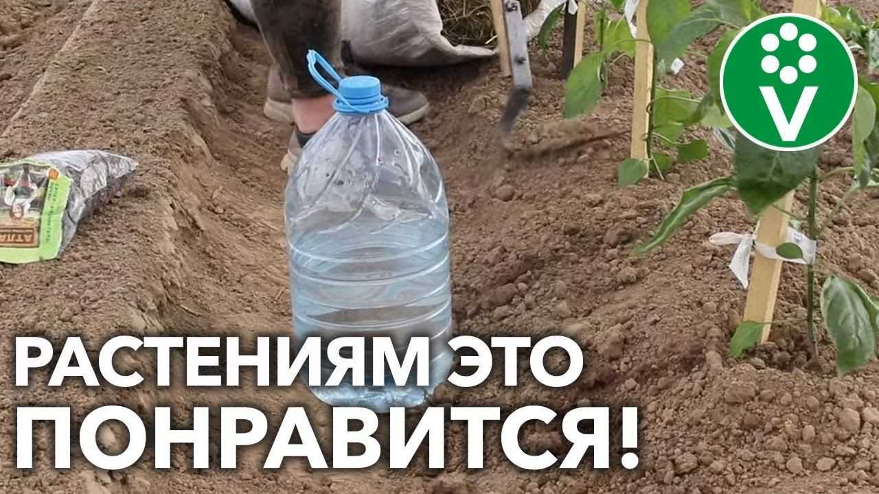 Правильный полив лука: как часто и сколько