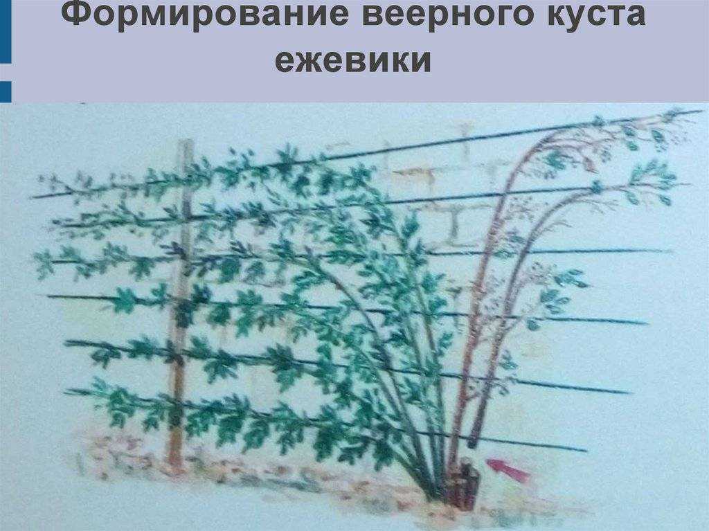 Ежевика садовая посадка, уход, размножение. свойства ежевики и противопоказания.. особенности выращивания и размножение ежевики садовой
