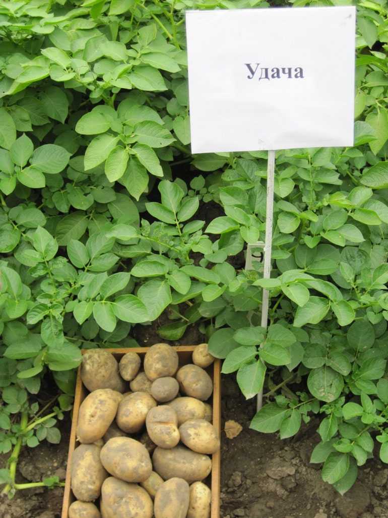 Картофель удача: характеристика и описание сорта, выращивание и уход