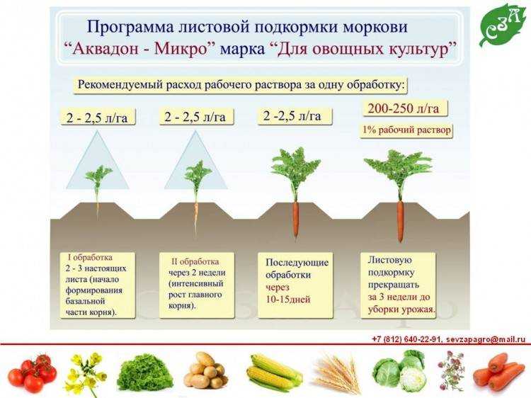 Подкормка моркови в открытом грунте: чем удобрить, самые лучшие способы и средства