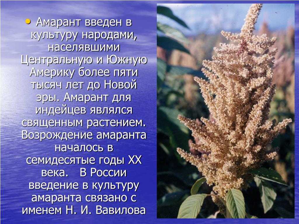Амарант виды и сорта