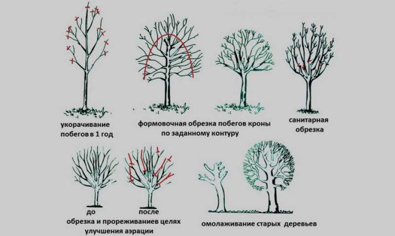 Обрезка абрикоса: виды, схема, особенности весенней, летней и осенней обрезки