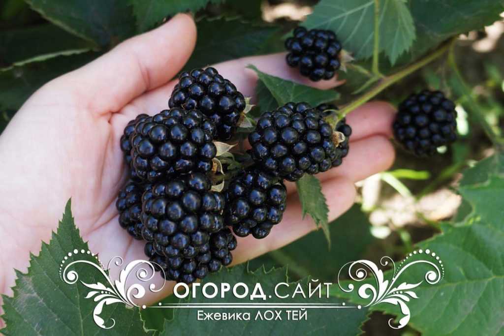Ежевика лох тей: описание, фото, отзывы, секреты выращивания