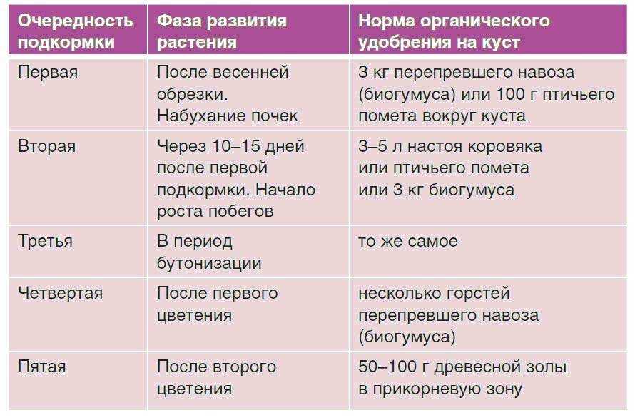 Все этапы подкормки роз для пышного цветения selo.guru — интернет портал о сельском хозяйстве