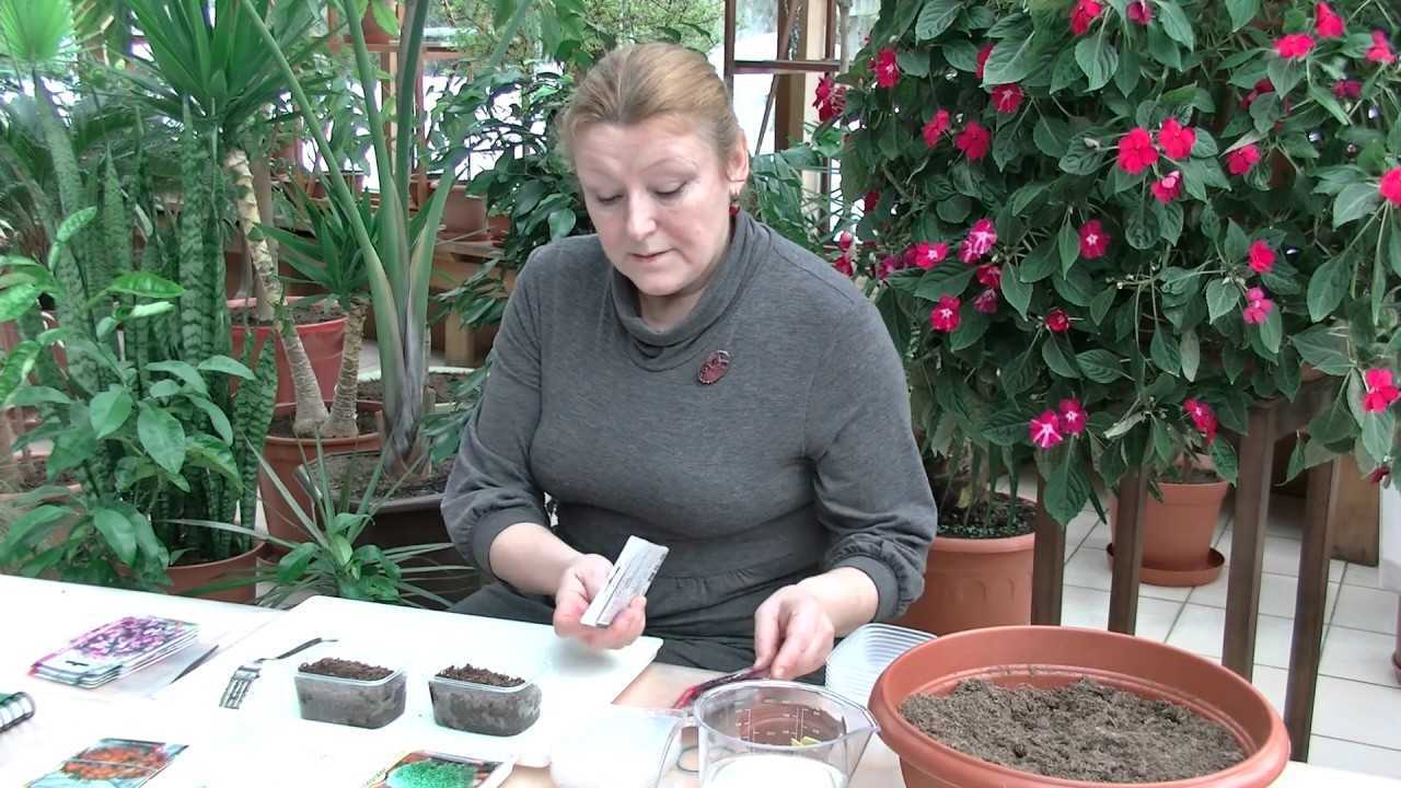 Бальзамин садовый: описание и сорта растения, правила посадки и ухода, выращивание из семян