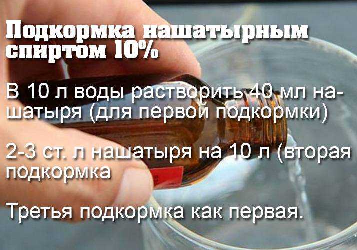 Как подкормить клубнику борной кислотой и йодом? / асиенда.ру