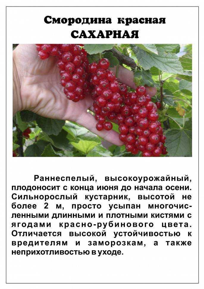 Красная смородина ровада: описание сорта и характеристики, посадка и уход с фото
