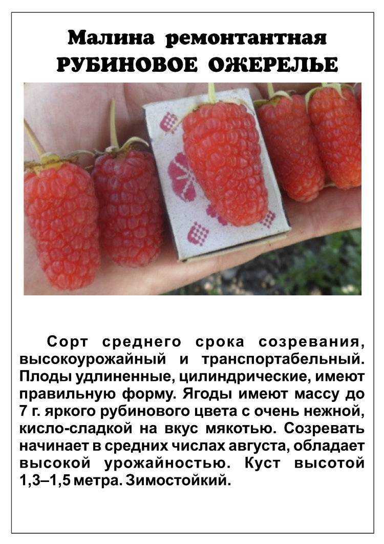 Малина бриллиантовая фото и описание сорта, посадка и уход
