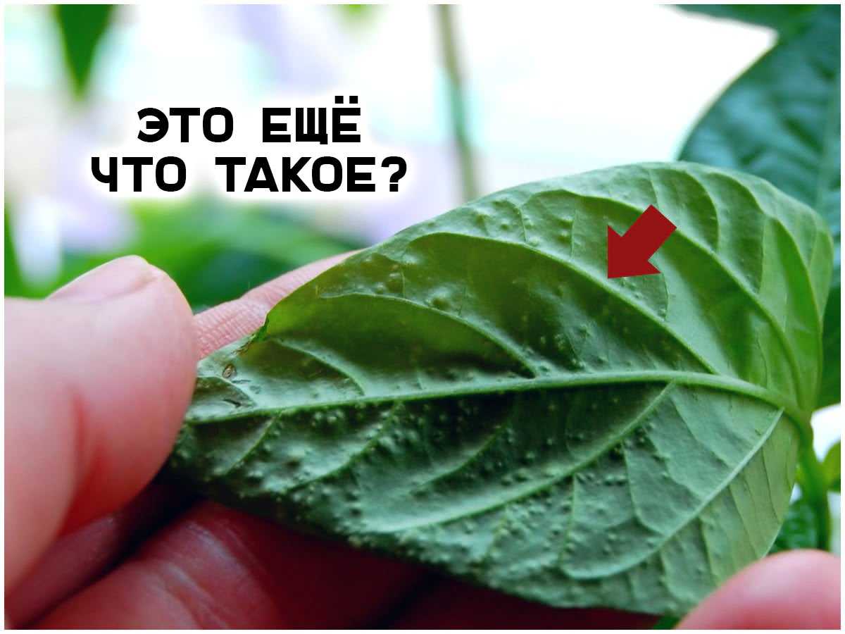 Почему на листьях и побегах томата появляются белые бугорки и что с ними делать