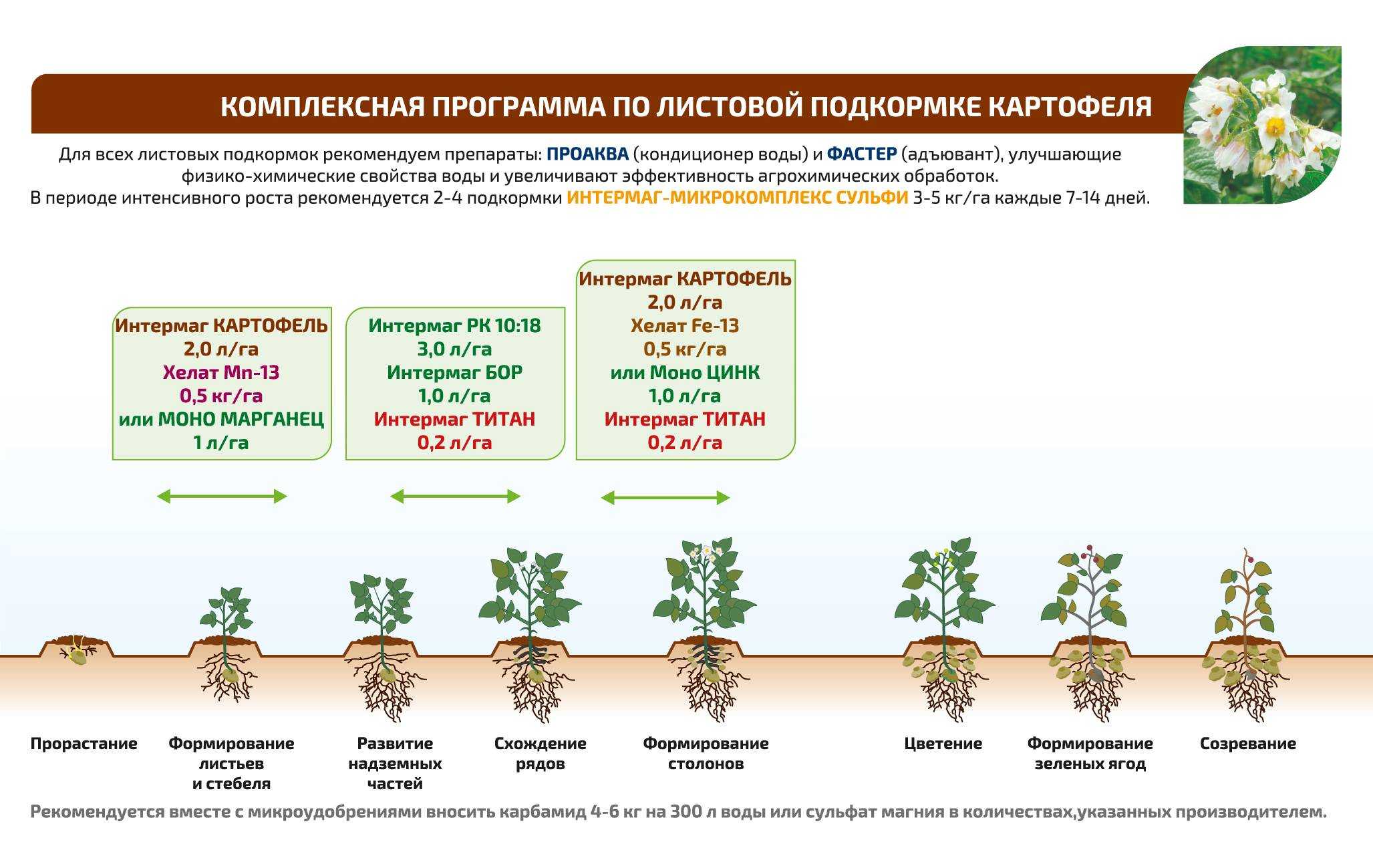 Какое удобрение нужно вносить осенью под картофель