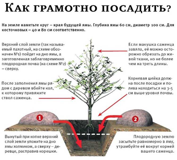 Посадка абрикоса: как правильно посадить саженцы, видео, схема посадки
