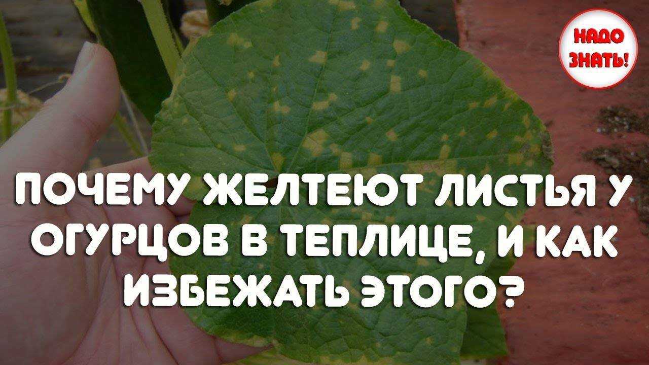 У огурцов желтеют края листьев: причины, лечение