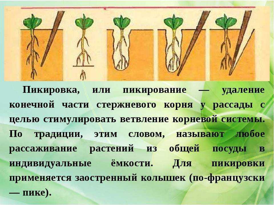 Нужна ли пикировка рассады томатов В какое время и как проводить пикировку, прищипывать ли корень Особенности ухода после пикировки, решение проблем Видео