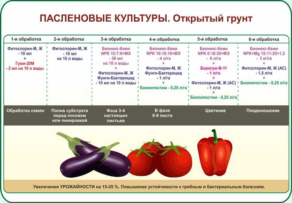 Паслен комнатный — оригинальное украшение дома