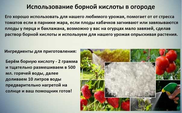 Как подкормить клубнику борной кислотой и йодом?