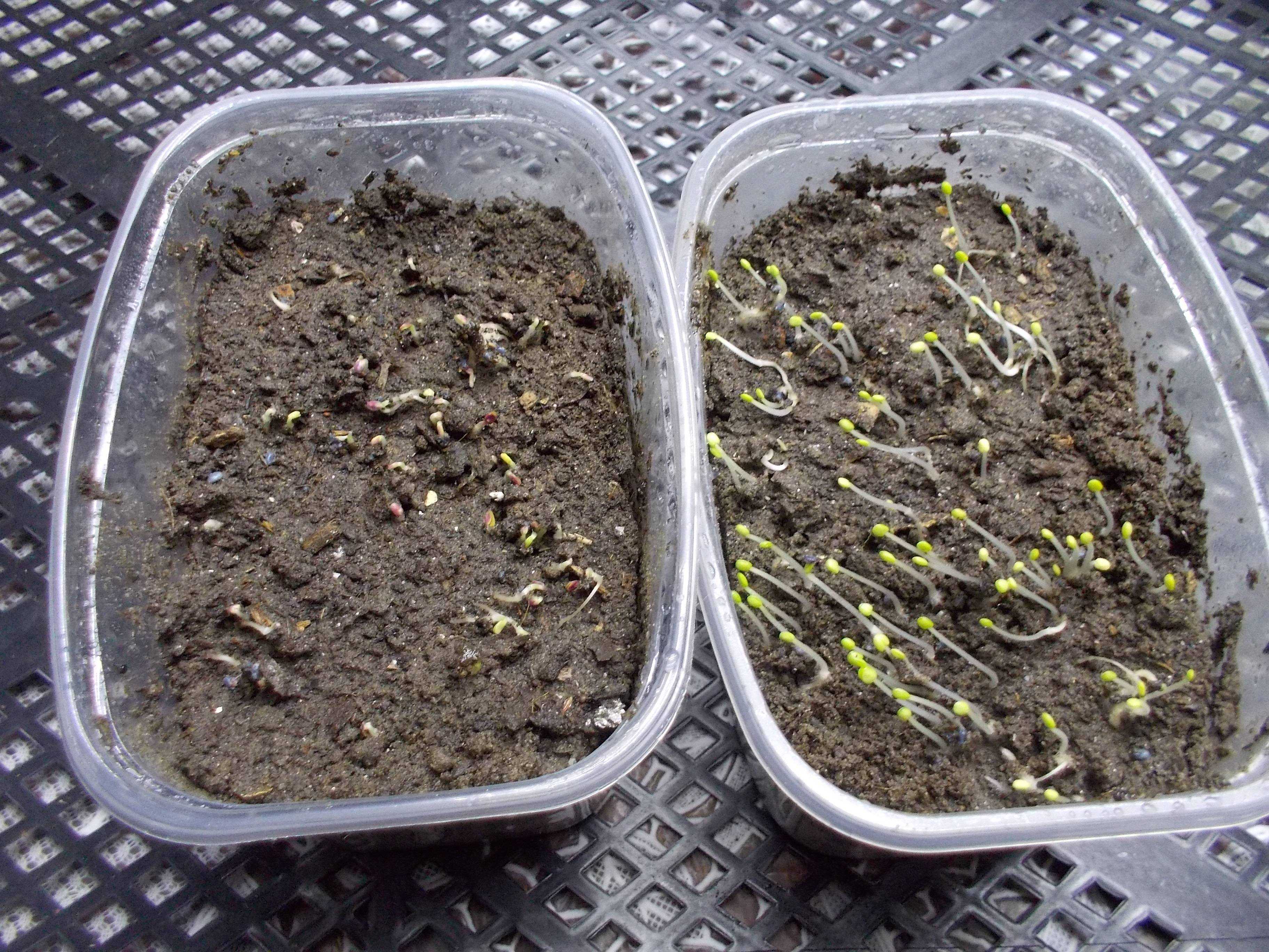 Базилик на подоконнике: как выращивать пряную траву круглый год