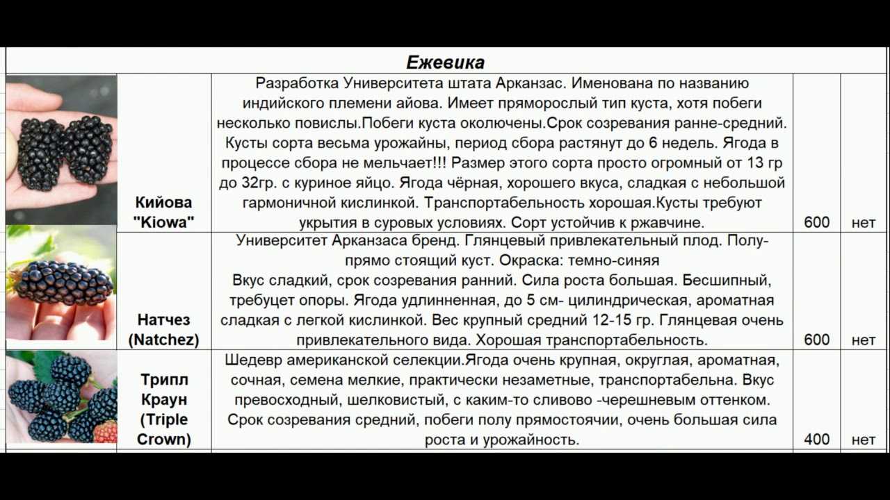 Когда и как правильно сажать ежевику в открытый грунт