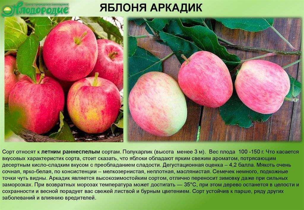 Яблоня мельба: посадка и уход за карликовым сортом